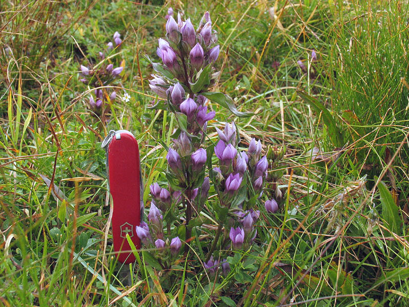 Gentianella engadinensis / Genzianella dell''Engadina